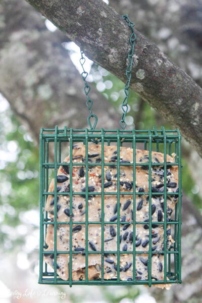 Suet Bird Feeder
