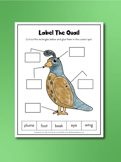 Quail Worksheets
